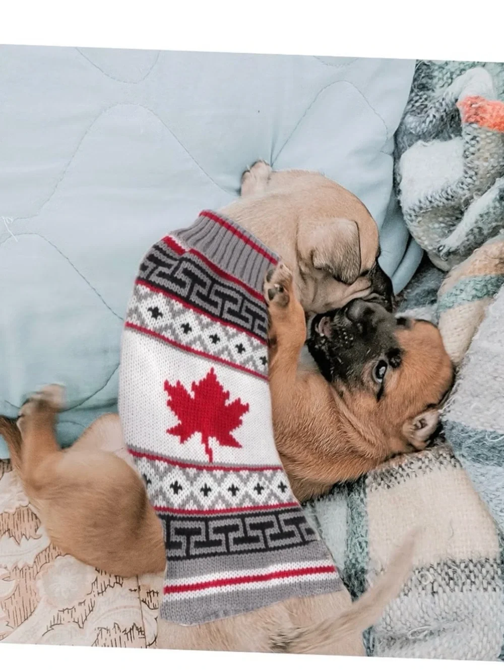 Cozy Grey White & Red Maple Dog Sweater - Brand Unspecified
